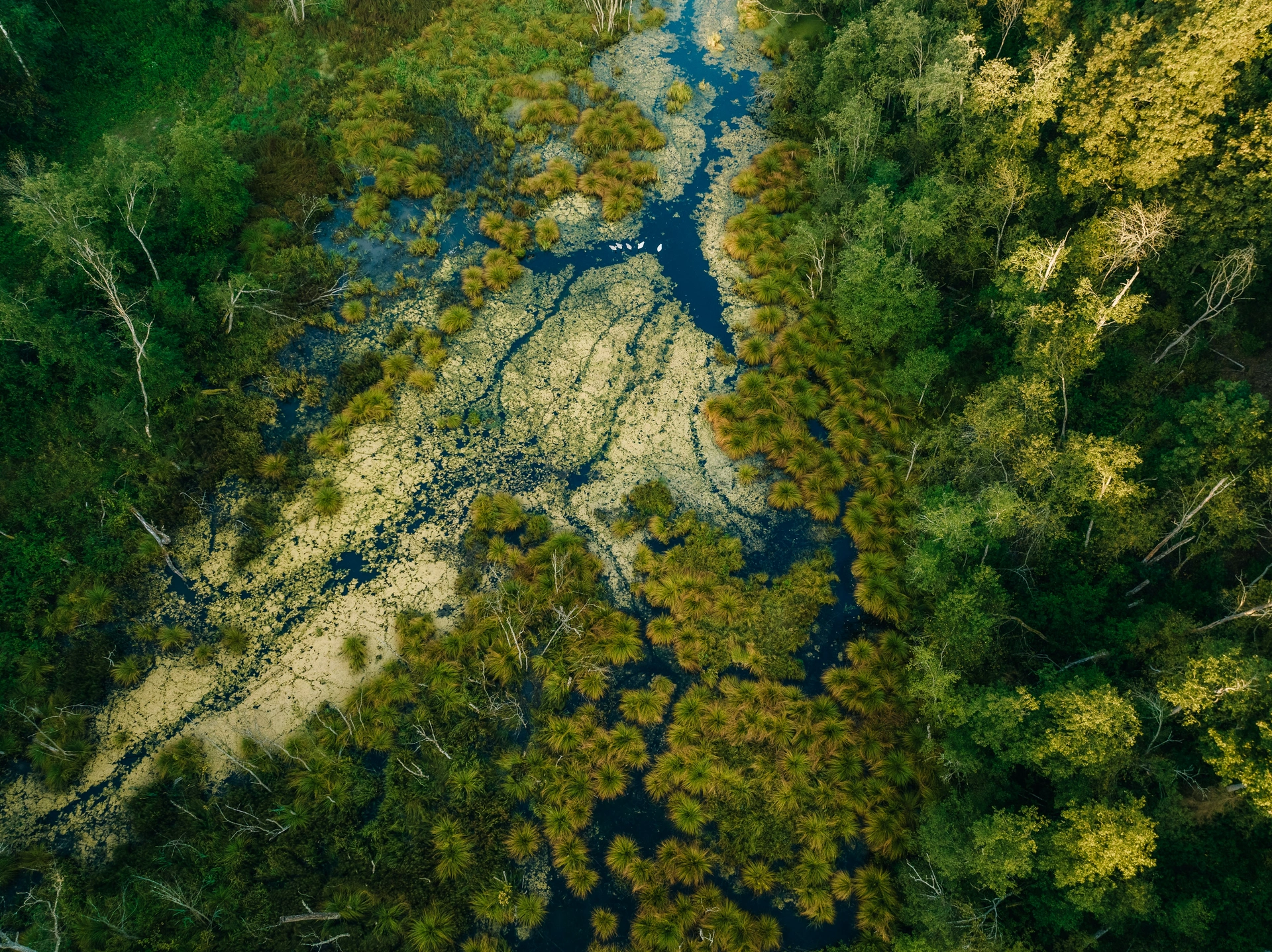 Aerial view of a river winding through dense forest canopy
