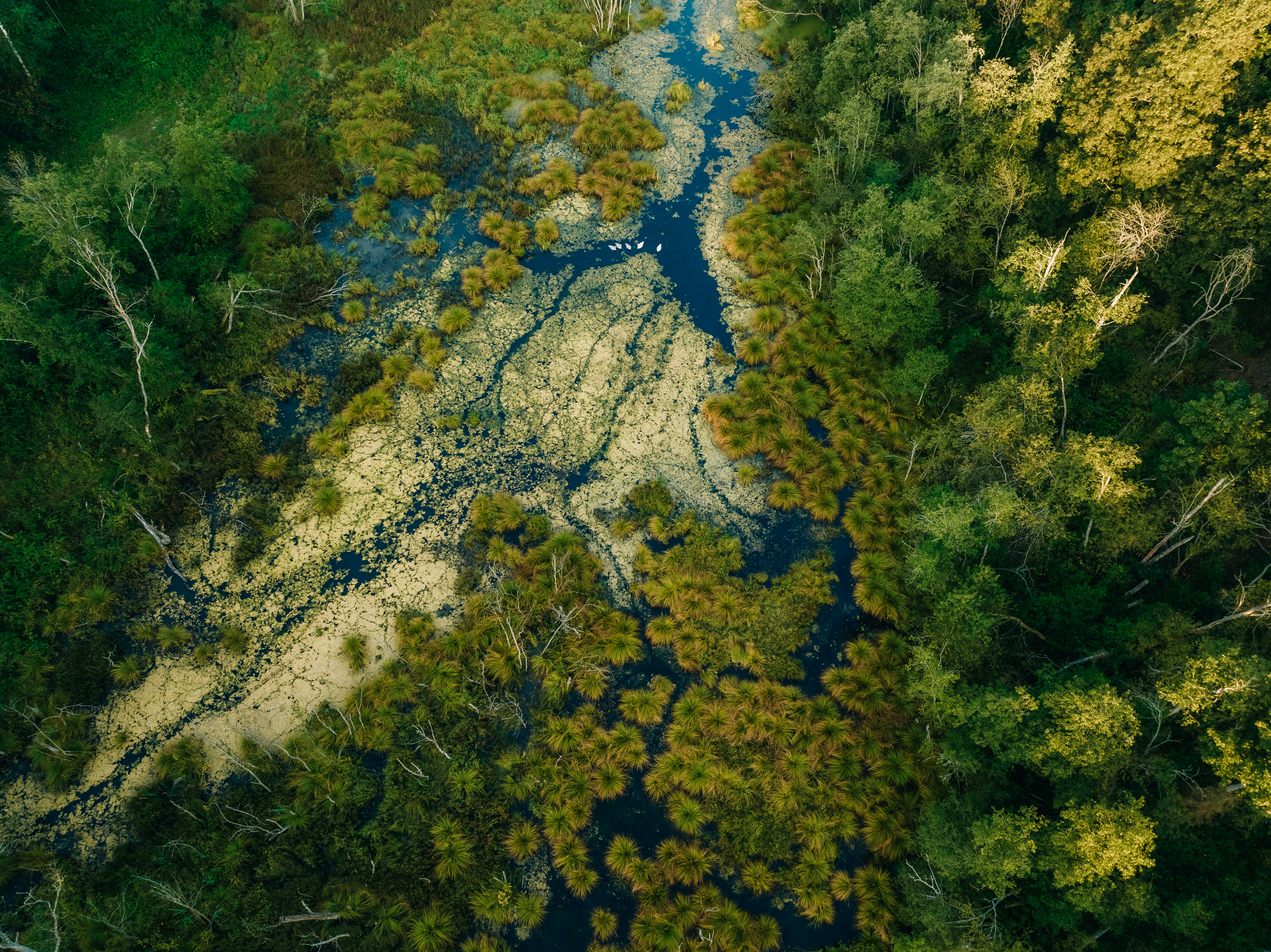 Aerial view of a river winding through dense forest canopy